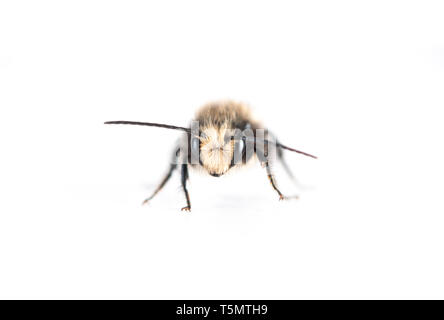 Männliche Mason Bee (Osmia lignaria) - von vorne auf weißem Hintergrund Stockfoto