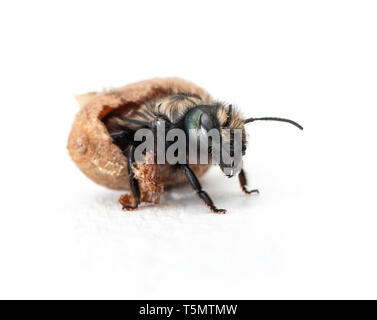 Weibliche Mason Bee (Osmia lignaria) Bruteier - Seitenansicht auf weißem Hintergrund Stockfoto