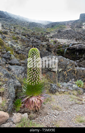 Lobelia deckenii, eine Art riesiger lobelia in einem flusstal am Mount Kilimanjaro, Tansania wächst. Die Pflanze hat einen einzigen großen Blütenstand. Stockfoto