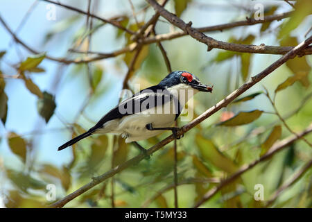 Brown-throated wattle - Auge, Lappenschnäpper, Platysteira cyanea, pergőlégykapó Stockfoto