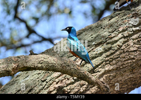 Ausgezeichnete Starling, Dreifarben-Glanzstar, Lamprotornis Superbus, pompás fényseregély, háromszínű fényseregély Stockfoto