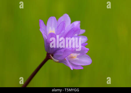 Blau Dicks (Dichelostemma capitatum), Red Hills Gebiet der Kritischen Umweltthema, Kalifornien Stockfoto