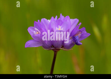 Blau Dicks (Dichelostemma capitatum), Red Hills Gebiet der Kritischen Umweltthema, Kalifornien Stockfoto