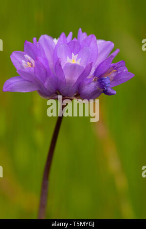 Blau Dicks (Dichelostemma capitatum), Red Hills Gebiet der Kritischen Umweltthema, Kalifornien Stockfoto