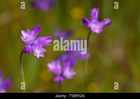 Blau Dicks (Dichelostemma capitatum), Red Hills Gebiet der Kritischen Umweltthema, Kalifornien Stockfoto