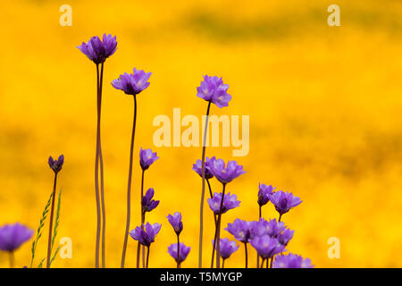 Blau Dicks (Dichelostemma capitatum), Red Hills Gebiet der Kritischen Umweltthema, Kalifornien Stockfoto