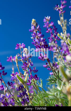 Bush Lupin, Wind Wölfe erhalten, Kalifornien Stockfoto