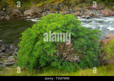 Kalifornien Roßkastanie (Aesculus californica), Merced Wild und Scenic River, Merced River Recreation Management Area, Kalifornien Stockfoto