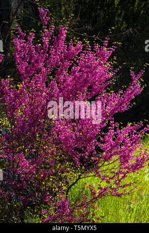 In der Blüte Redbud, Merced Wild und Scenic River, Merced River Recreation Management Area, Kalifornien Stockfoto