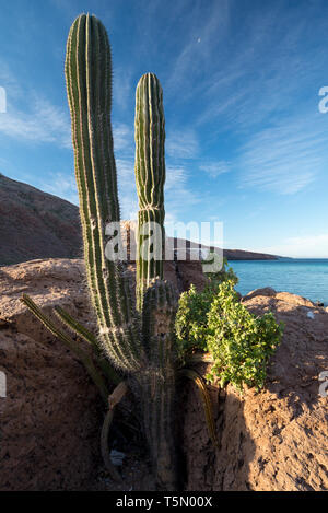 Cardon Kaktus, Espiritu Santo, Baja California Sur Stockfoto