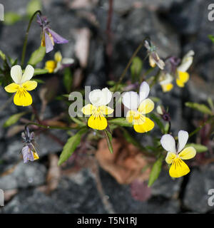 Gelbe Form von Viola tricolor, als Johnny Jump Up, heartsease, Benutzerfreundlichkeit, das Herz erfreuen das Herz bekannt, Kitzeln - mein - Fancy, Jack-Sprung-oben-und-kiss-me, kommen - und Stockfoto