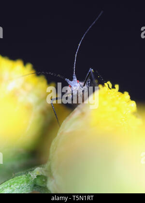 Tansy gegen Blattläuse, Macrosiphoniella tanacetaria, Fütterung auf Rainfarn, Tanacetum vulgare Stockfoto