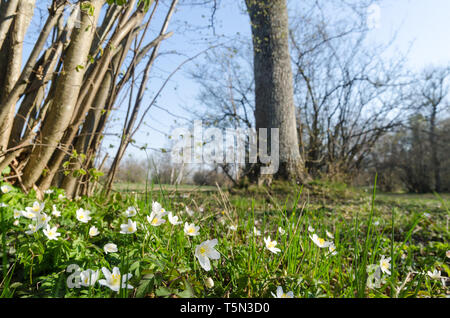 Schönen Frühling in einer schwedischen Naturschutzgebiet in Lilla Horn auf der Insel Oland Stockfoto