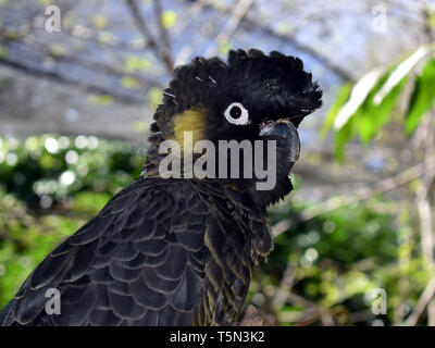 Eine Nahaufnahme eines australischen Yellow-Tailed-Black Cockatoo mit Fokus auf das Gesicht mit einem unscharfen Hintergrund Stockfoto