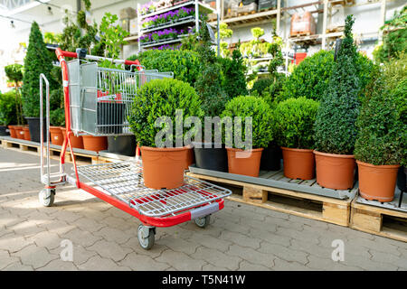 Shopping im Garten Pflanzen speichern Buxus auf Warenkorb Stockfoto