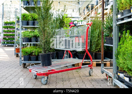 Kaufen dekorative Pflanzen im Garten Supermarkt Stockfoto