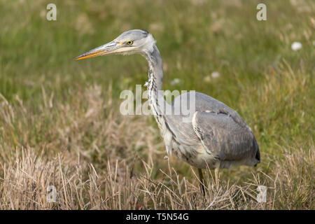 Graureiher an cley Sümpfe Stockfoto