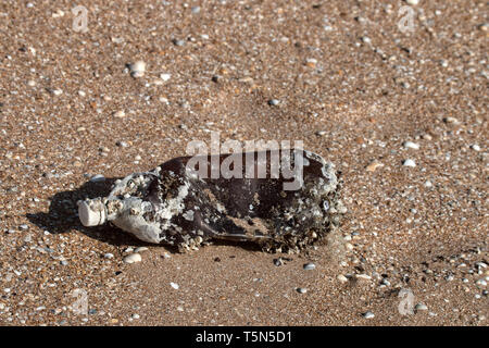 Produkte aus Kunststoff verstopfen die Natur mehr und mehr. Plastikflasche im Meer Seepocken und Schwämme (foulers) und an Land geworfen am Strand, Marine polluti Stockfoto