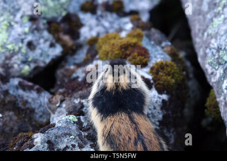 Norwegische Lemming (Lemmus lemmus) versteckt zwischen den Felsen im Berg Tundra. Leben in der Tundra im Norden von Skandinavien und der Halbinsel Kola Peninsul Stockfoto