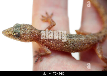 Lizard Gecko auf weißem Hintergrund in Hand. Amphibien von Südostasien. Stockfoto