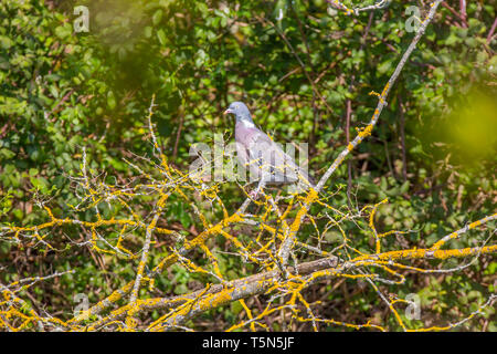 Eine Ringeltaube, Columba Palumbus thront auf einem Zweig. Stockfoto