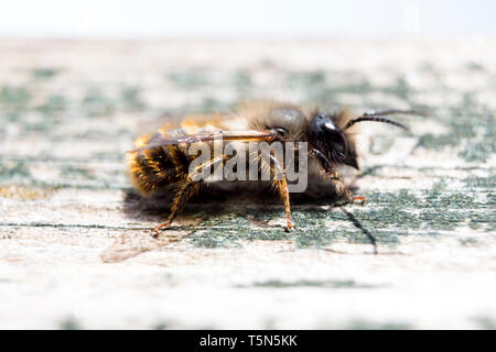 Red Mason Bee (Osmia bicornis) Männlich Stockfoto