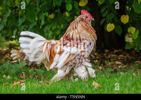 Ein feines Exemplar einer Aloha Huhn, wissen anders als Schwedische Blume Henne. Bei Coton Manor, Northampton England gebracht Stockfoto