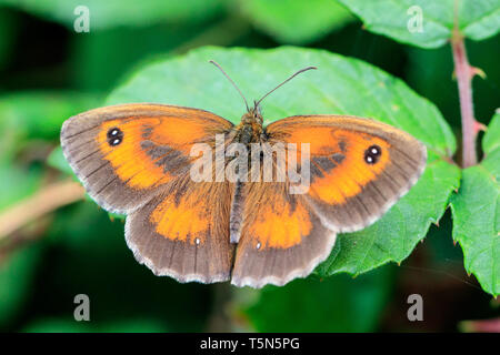 Eine Wiese braun Butterfly (Pyrausta aurata) auf einem grünen Blatt bei RSPB minsmere thront, Suffolk UK Stockfoto