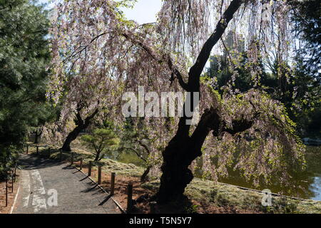 Kirschblüten im Japanischen Hügel-und-Teich Garten im Botanischen Garten Brooklyn in Brooklyn, New York am 24. April 2019. Stockfoto