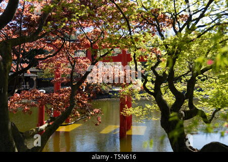 Torii Tor an der Japanischen Hügel-und-Teich Garten im Botanischen Garten Brooklyn in Brooklyn, New York am 24. April 2019. Stockfoto