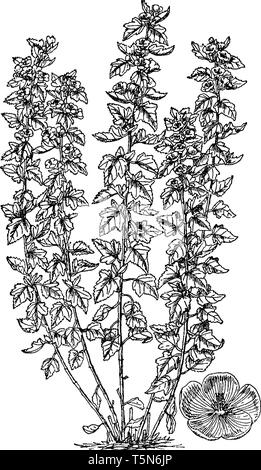 Ein Bild zeigt Althaea officinalis Anlage. Ihre Blätter, Blüten und Wurzeln haben in traditionelle pflanzliche Medizin verwendet worden. Es ist auch als marshm genannt Stock Vektor