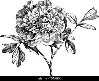 Es ist ein Berg, Pfingstrose, diese Pflanze sehr berühmt ist, wenn gemäßigten Regionen, vintage Strichzeichnung oder Gravur Abbildung. Stock Vektor