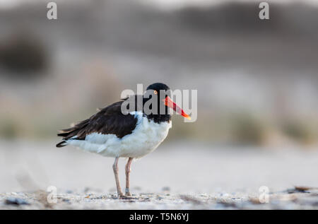 Amerikanische Austernfischer (Haematopus palliatus) grünfutter am Strand bei Sonnenaufgang in Cape May, NJ Stockfoto