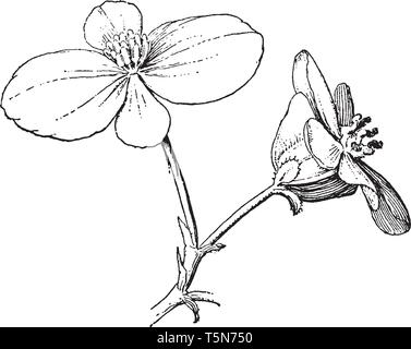 Zwei Blumen in diesem Bild, Blumen haben vier Blütenblätter mit einer Zeile der Blütenblätter. Beide Blumen sind auf einem einzigen Zweig, vintage Strichzeichnung oder engra gewachsen Stock Vektor