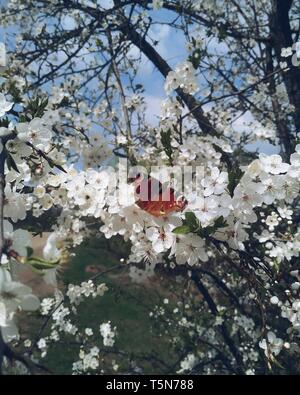 Schmetterling sitzt auf dem Apple Blossom tree im Frühjahr sonnigen Tag Stockfoto