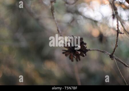 Pine Cone auf dem Zweig. Soft Focus Stockfoto