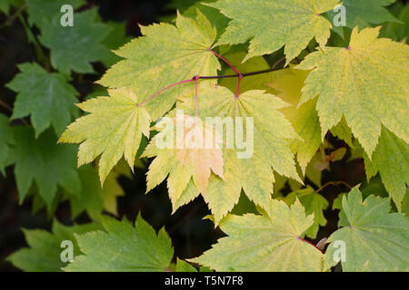 Acer japonicum 'Full Moon Magic' Blätter im Herbst. Stockfoto