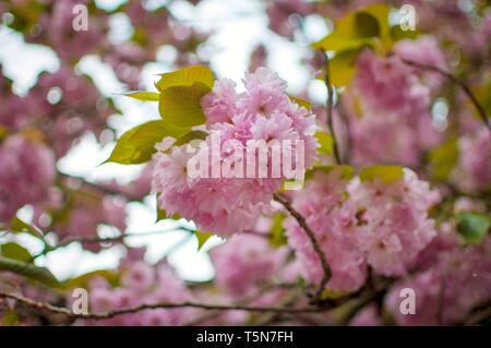 Pink sakura Blume Blüte im Frühjahr Saison. Kirschblüte mit weichen Fokus, Fokus auf Center Blume Cluster. Stockfoto