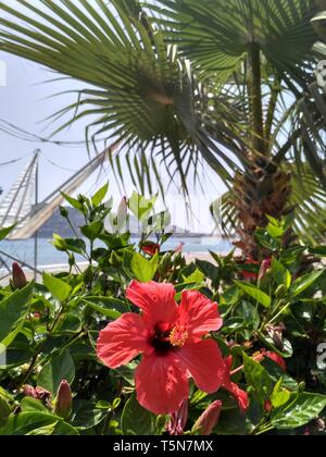 Red tropische Blume auf der Bush. Schöne Aussicht auf das Meer mit Palmen. Stockfoto