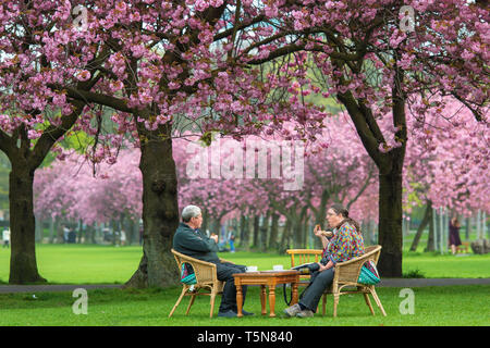 The Meadows, Edinburgh, Kirschblüte Stockfoto