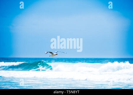 Möwe über das ozeanische Wellen mit blauen Himmel fliegen auf dem Hintergrund Stockfoto