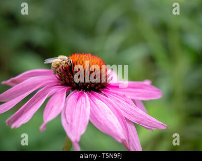 Bee Pollen sammeln auf einer östlichen Sonnenhut Blume. Die Bestäubung Stockfoto