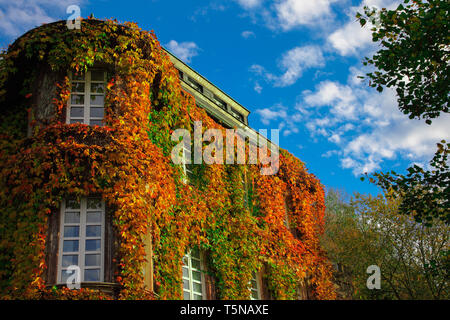 Ein Haus im Herbst mit Efeu bewachsen. Stockfoto