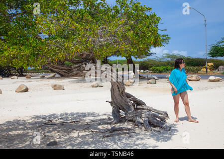 Flamboyant Tree (divi-divi Baum) auf der Eagle Beach auf Aruba. Stockfoto