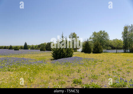 Texas Bluebonnets in Ennis Stockfoto