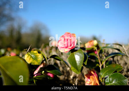 Ein rosa Camellia Blume auf einer Hecke in einem englischen Garten. Stockfoto