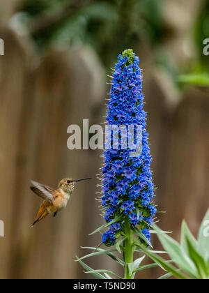 Ein Allen Kolibri, Selasphorus sasin, Feeds auf die Blüten der Stolz der Madeira Anlage in Los Angeles, Kalifornien, USA Stockfoto