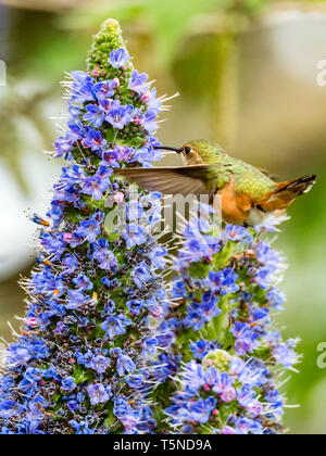 Ein Allen Kolibri, Selasphorus sasin, Feeds auf die Blüten der Stolz der Madeira Anlage in Los Angeles, Kalifornien, USA Stockfoto