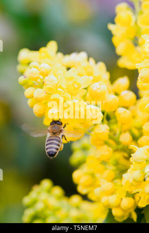 Eine Biene, schweben, während Pollen sammeln. Haare auf Biene sind in gelber Blütenstaub erfasst, da es sind die Beine Stockfoto