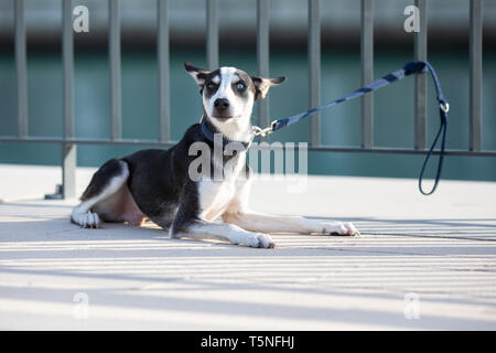 Dreibeinigen husky mix Rasse Welpen mit Heterochromia iridis (verschiedenfarbige Augen) machen ein dummes Gesicht, während sie mit einem Zaun an einem Flussufer in Urba gebunden Stockfoto